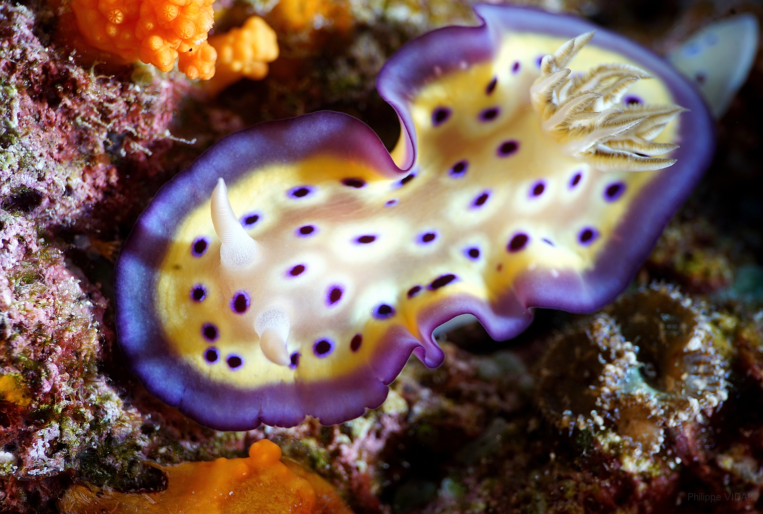 Banda Sea 2018 - DSC05879_rc - Kunies chromodoris - Chromodoris kuniei.jpg